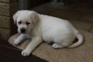Labrador Retriever Puppy for sale in Ashburn, VA, USA