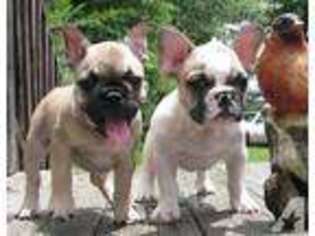 French Bulldog Puppy for sale in NEWBERRY, SC, USA