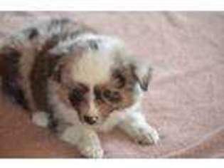 Miniature Australian Shepherd Puppy for sale in Dandridge, TN, USA
