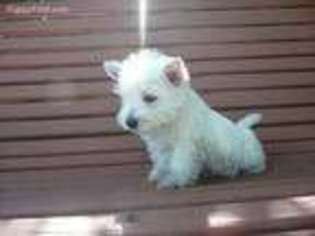 West Highland White Terrier Puppy for sale in Sanford, FL, USA