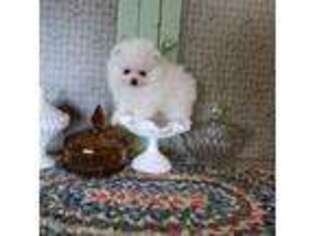 Pomeranian Puppy for sale in Anamoose, ND, USA