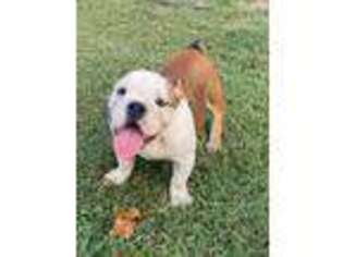 Bulldog Puppy for sale in Pineville, MO, USA