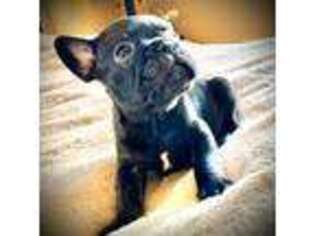 French Bulldog Puppy for sale in Delaware, OH, USA