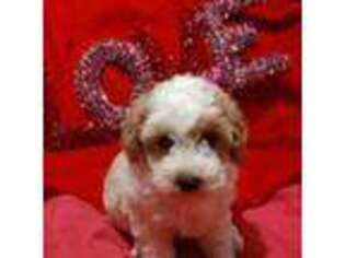 Mutt Puppy for sale in Shelbyville, IN, USA