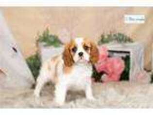 Cavalier King Charles Spaniel Puppy for sale in Fort Wayne, IN, USA