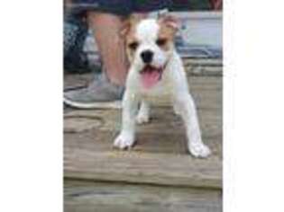 Bulldog Puppy for sale in Ringgold, VA, USA