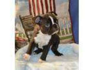Boston Terrier Puppy for sale in Glendale, AZ, USA