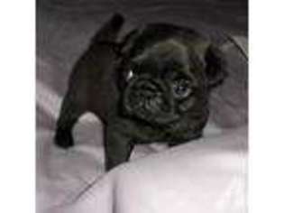 Pug Puppy for sale in GROTON, CT, USA
