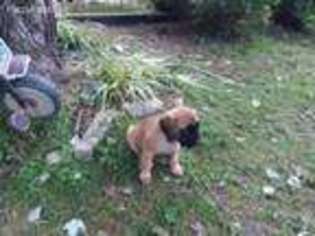 Mastiff Puppy for sale in Brevard, NC, USA
