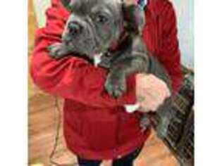 French Bulldog Puppy for sale in Nowata, OK, USA