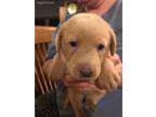Labrador Retriever Puppy for sale in Genoa City, WI, USA