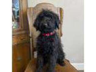 Schnoodle (Standard) Puppy for sale in Colorado Springs, CO, USA