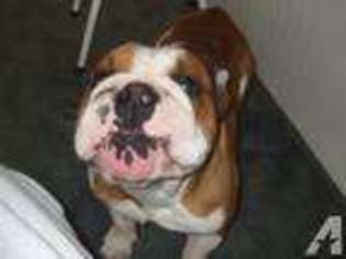 Bulldog Puppy for sale in MILLFIELD, OH, USA