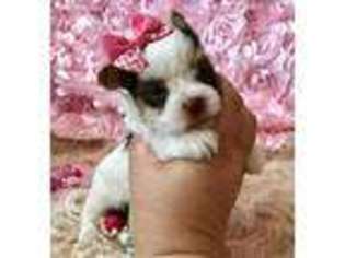 Yorkshire Terrier Puppy for sale in Evansville, IN, USA