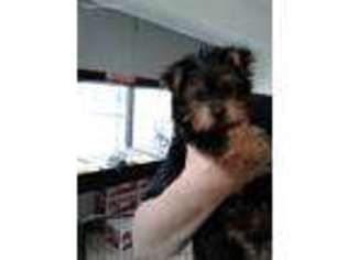 Yorkshire Terrier Puppy for sale in Tarrytown, NY, USA