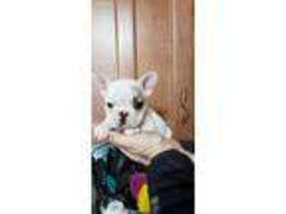 French Bulldog Puppy for sale in Thorndale, PA, USA