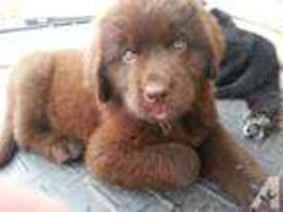 Newfoundland Puppy for sale in BROOKLYN, MI, USA