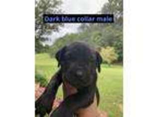 Cane Corso Puppy for sale in Finger, TN, USA
