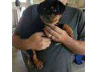 Rottweiler Puppy for sale in Eustis, FL, USA