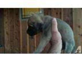 Mastiff Puppy for sale in HEAVENER, OK, USA