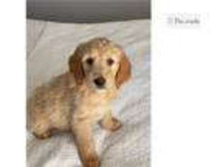 Goldendoodle Puppy for sale in Fort Worth, TX, USA