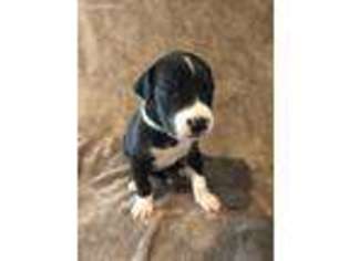 Great Dane Puppy for sale in Wrightsville, PA, USA