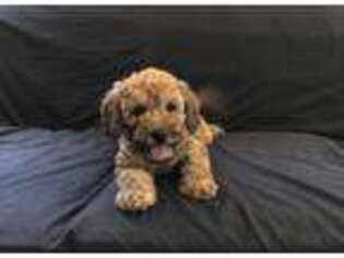 Mutt Puppy for sale in Hampton, CT, USA