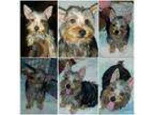 Yorkshire Terrier Puppy for sale in WETHERSFIELD, CT, USA