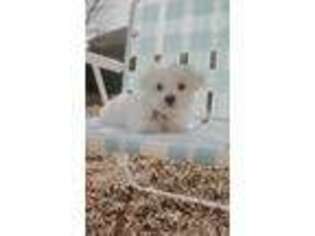 Maltese Puppy for sale in Denton, TX, USA