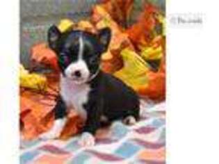 Chihuahua Puppy for sale in Springfield, MO, USA