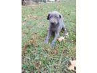 Weimaraner Puppy for sale in Hardy, AR, USA