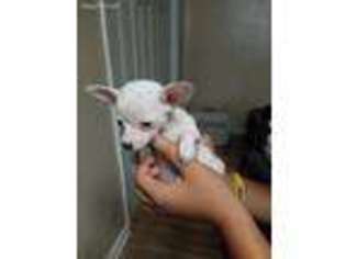 Chihuahua Puppy for sale in Merchantville, NJ, USA
