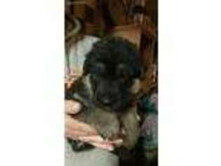 German Shepherd Dog Puppy for sale in Shepherdsville, KY, USA