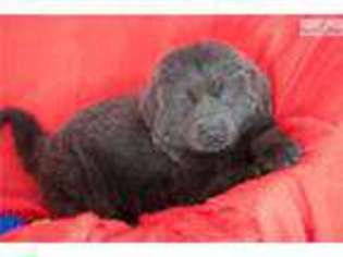 Newfoundland Puppy for sale in Youngstown, OH, USA