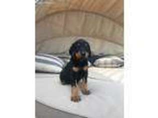 Doberman Pinscher Puppy for sale in Springfield, MO, USA