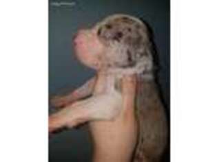 Great Dane Puppy for sale in Trenton, NJ, USA