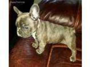 French Bulldog Puppy for sale in Ravenel, SC, USA