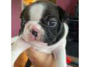 Boston Terrier Puppy for sale in Valley Stream, NY, USA