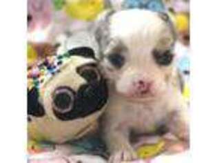 Chihuahua Puppy for sale in Abilene, KS, USA