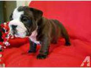Bulldog Puppy for sale in KYLE, TX, USA