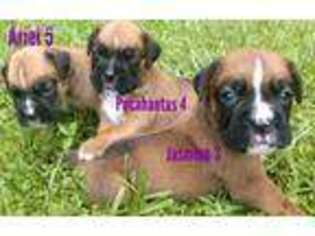 Boxer Puppy for sale in Willard, NC, USA