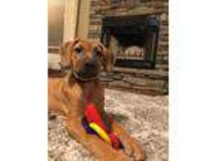 Rhodesian Ridgeback Puppy for sale in Topeka, KS, USA