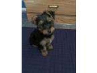 Yorkshire Terrier Puppy for sale in Mokena, IL, USA