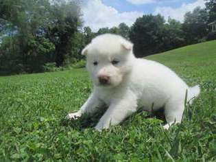 Siberian Husky Puppy for sale in Canton, NC, USA