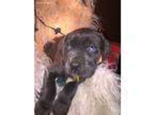 Cane Corso Puppy for sale in Austin, IN, USA