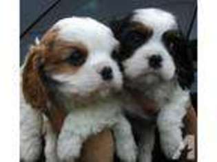 Cavalier King Charles Spaniel Puppy for sale in LAWNDALE, CA, USA