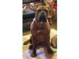 Bullmastiff Puppy for sale in Eaton, OH, USA