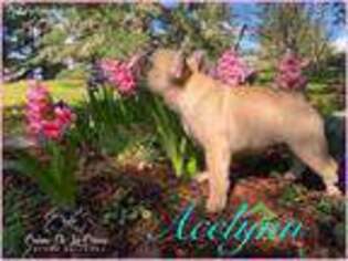 French Bulldog Puppy for sale in Friday Harbor, WA, USA