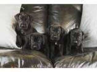 Great Dane Puppy for sale in Hooper, UT, USA