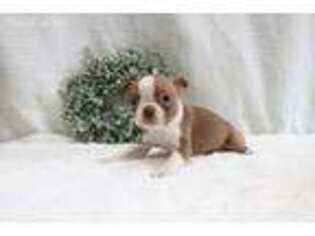 Boston Terrier Puppy for sale in Villa Park, IL, USA